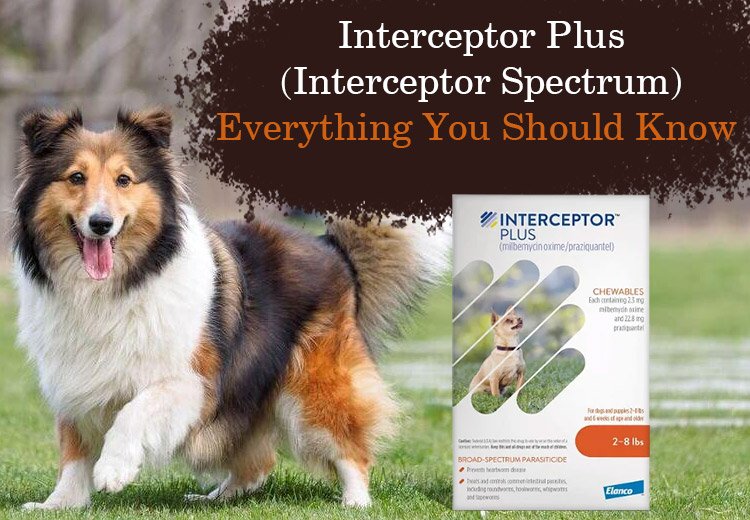 Interceptor Plus (Interceptor Spectrum) – Everything You Should Know